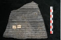 Foto (Detailansicht) von Sigillaria elongata Brongniart (NHMW-GEO-2024-0188-11065)
